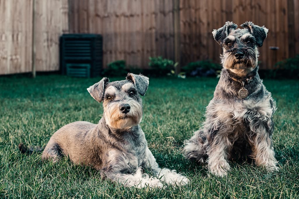 perro schnauzer para personas mayores